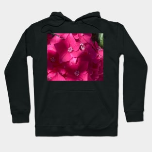 Perfect Pink Hydrangea in the Shadows. Hoodie